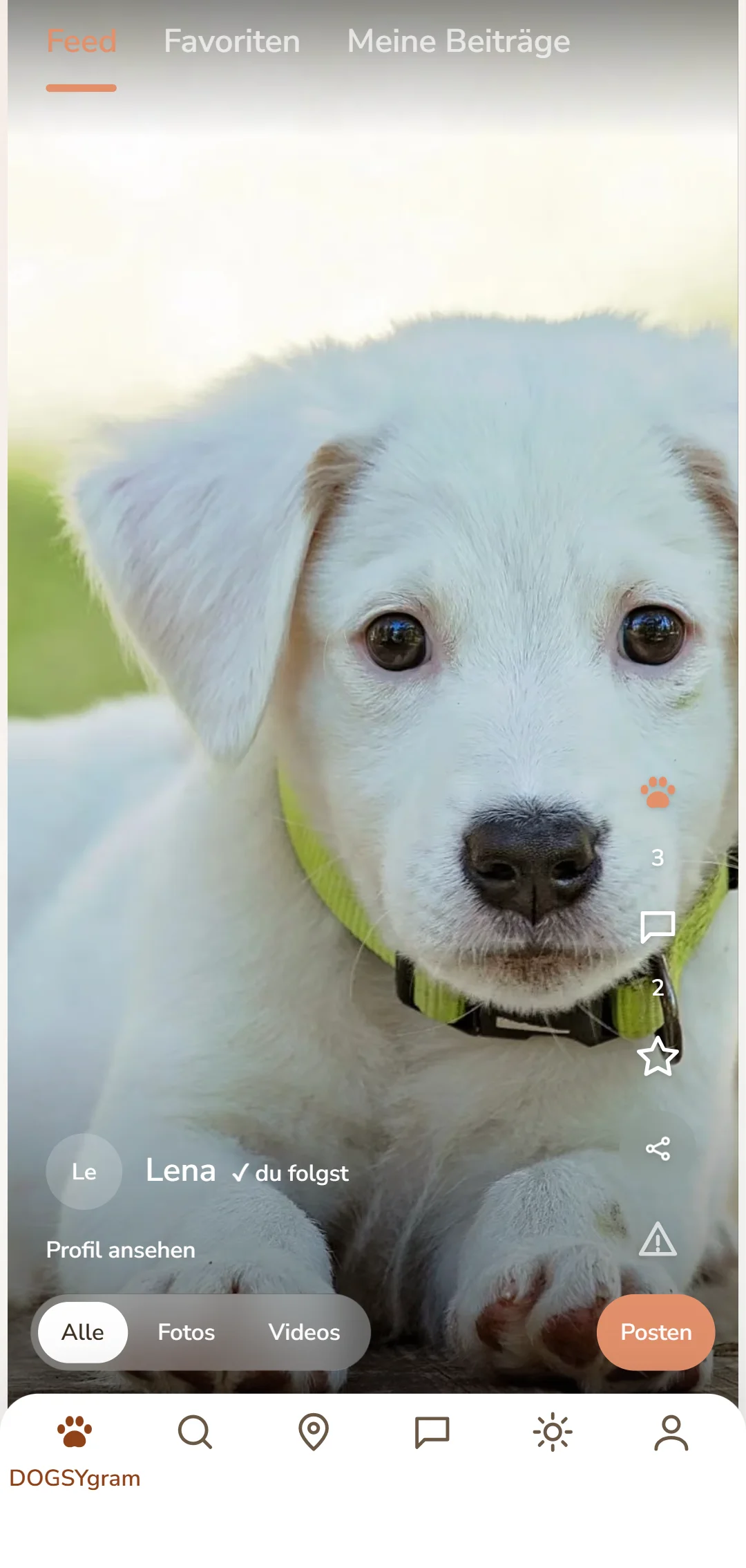 DOGSYgram-Feed der App mit Hundebeiträgen, Hundepfoten und Kommentaren