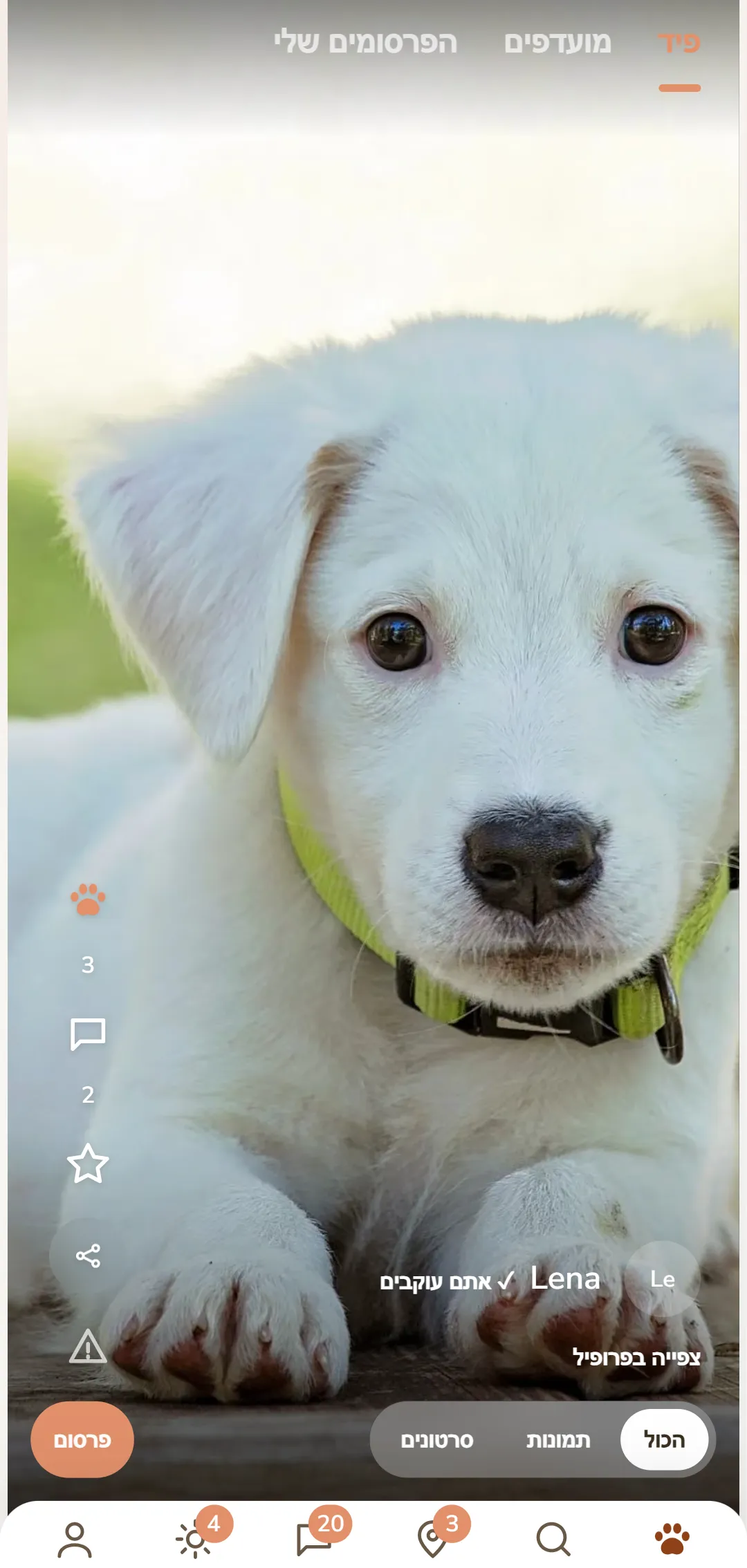 פיד DOGSYgram באפליקציה עם פוסטים של כלבים, כפות ותגובות