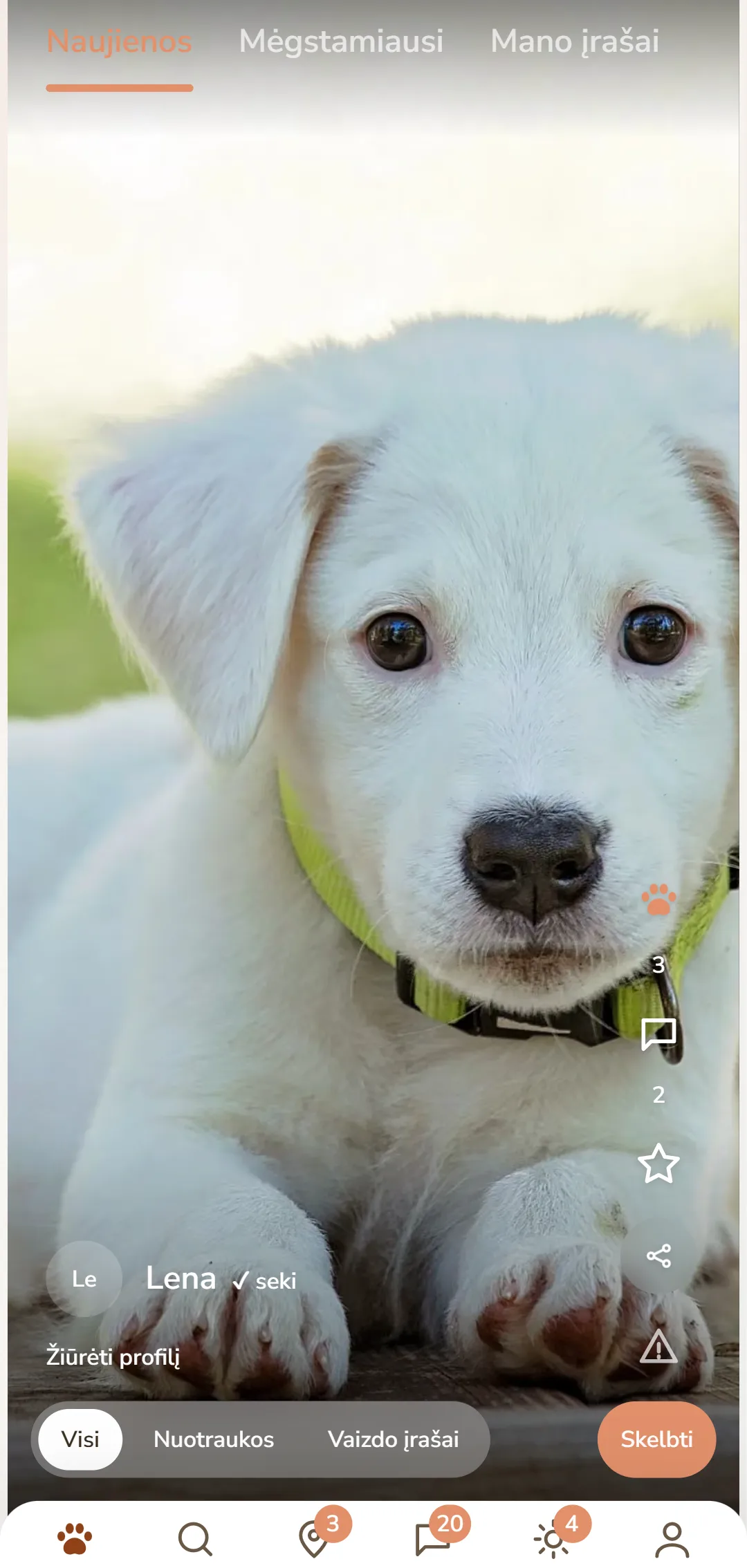 DOGSYgram srautas programėlėje su šunų įrašais, letenėlėmis ir komentarais