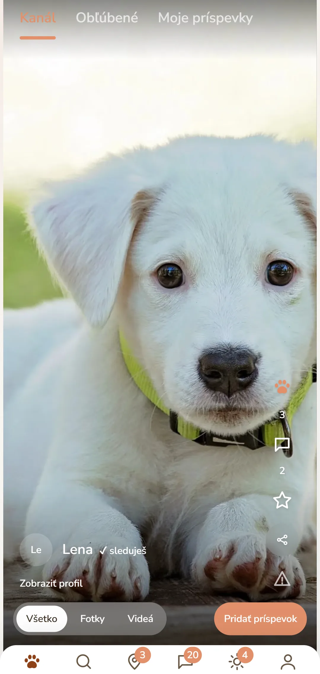 DOGSYgram feed v aplikácii s príspevkami o psoch, labkami a komentármi