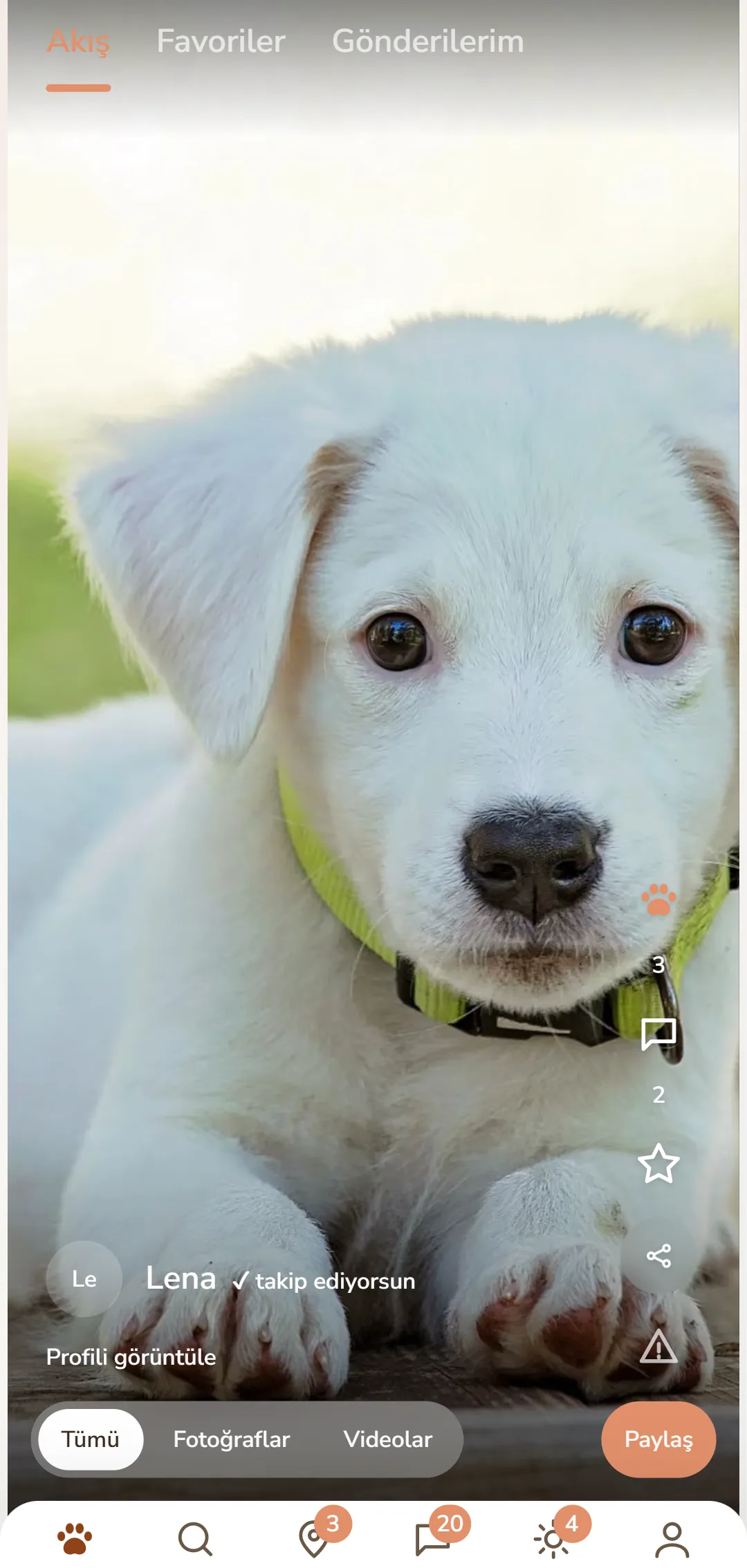 Köpek patisi ve yorumlarla tam ekran akış