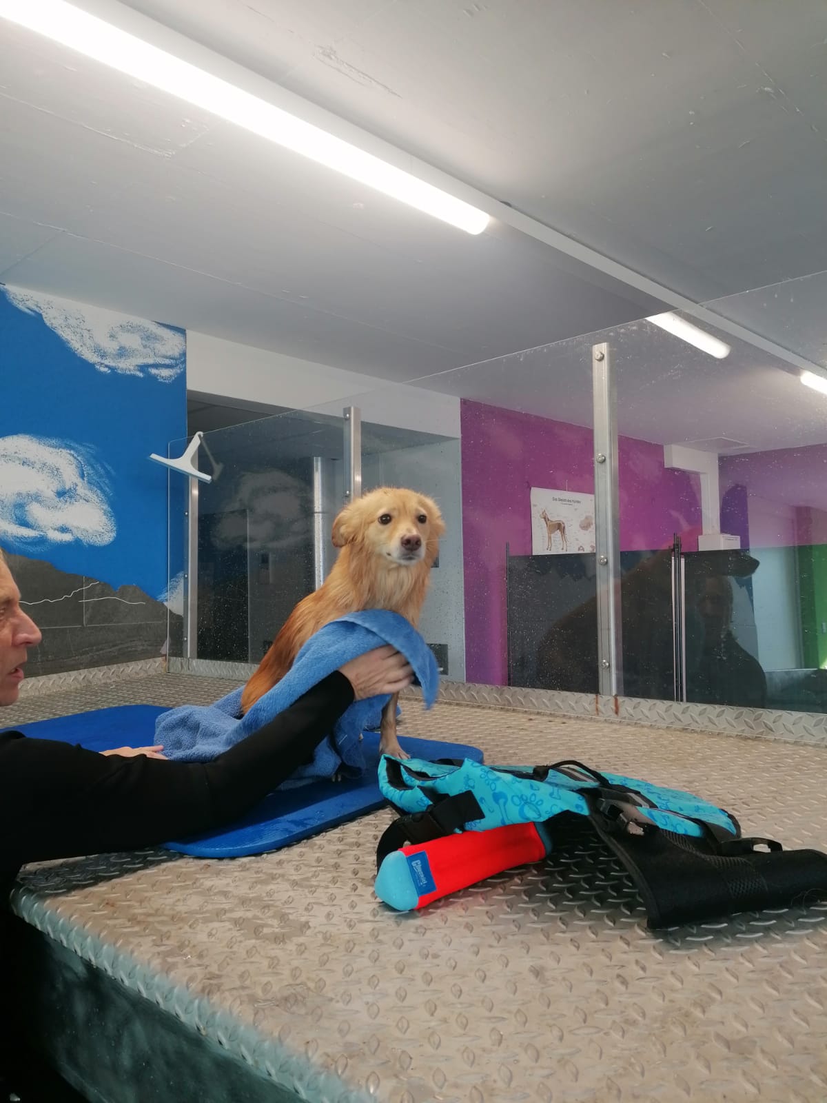 gesundheits-Centrum für Hunde
