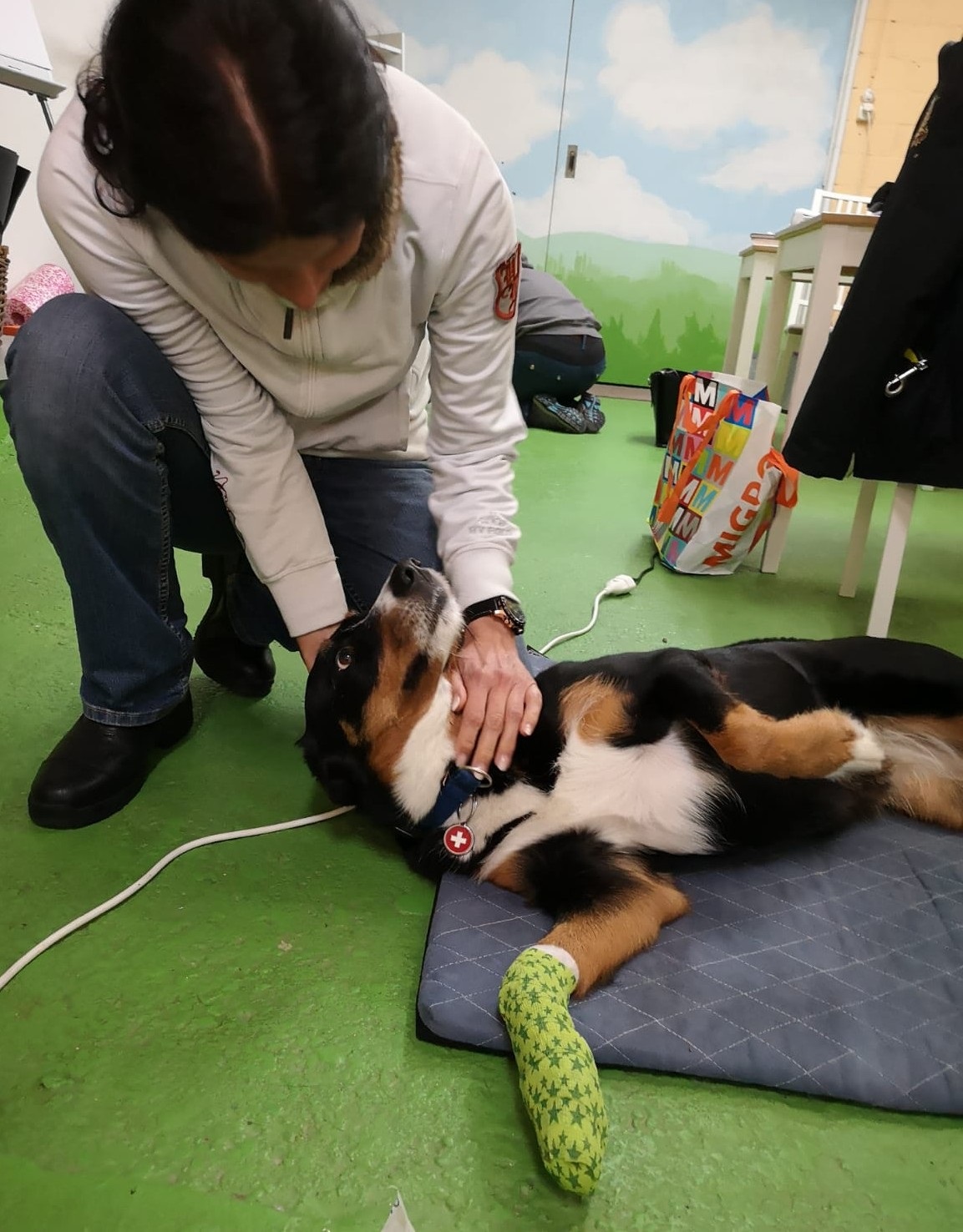 Hundumhappy, Hundeschule Wolfschool und Hundephysio-ZH