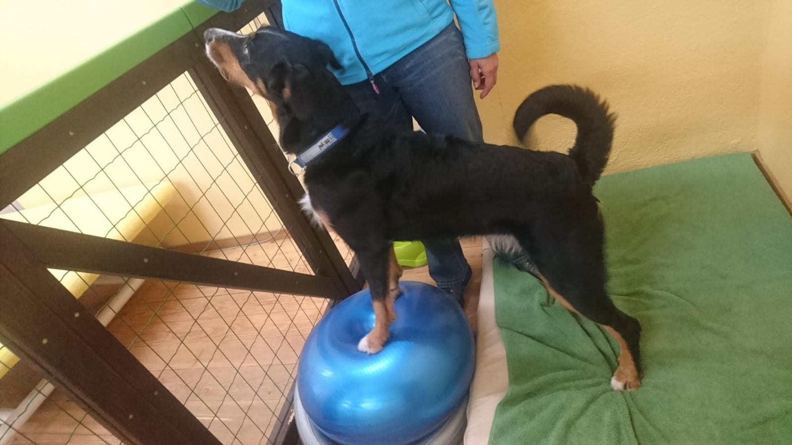 Hundumhappy, Hundeschule Wolfschool und Hundephysio-ZH