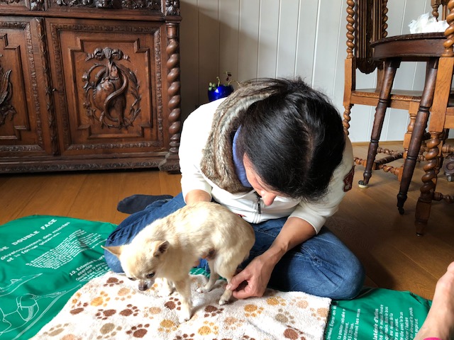 Hundumhappy, Hundeschule Wolfschool und Hundephysio-ZH