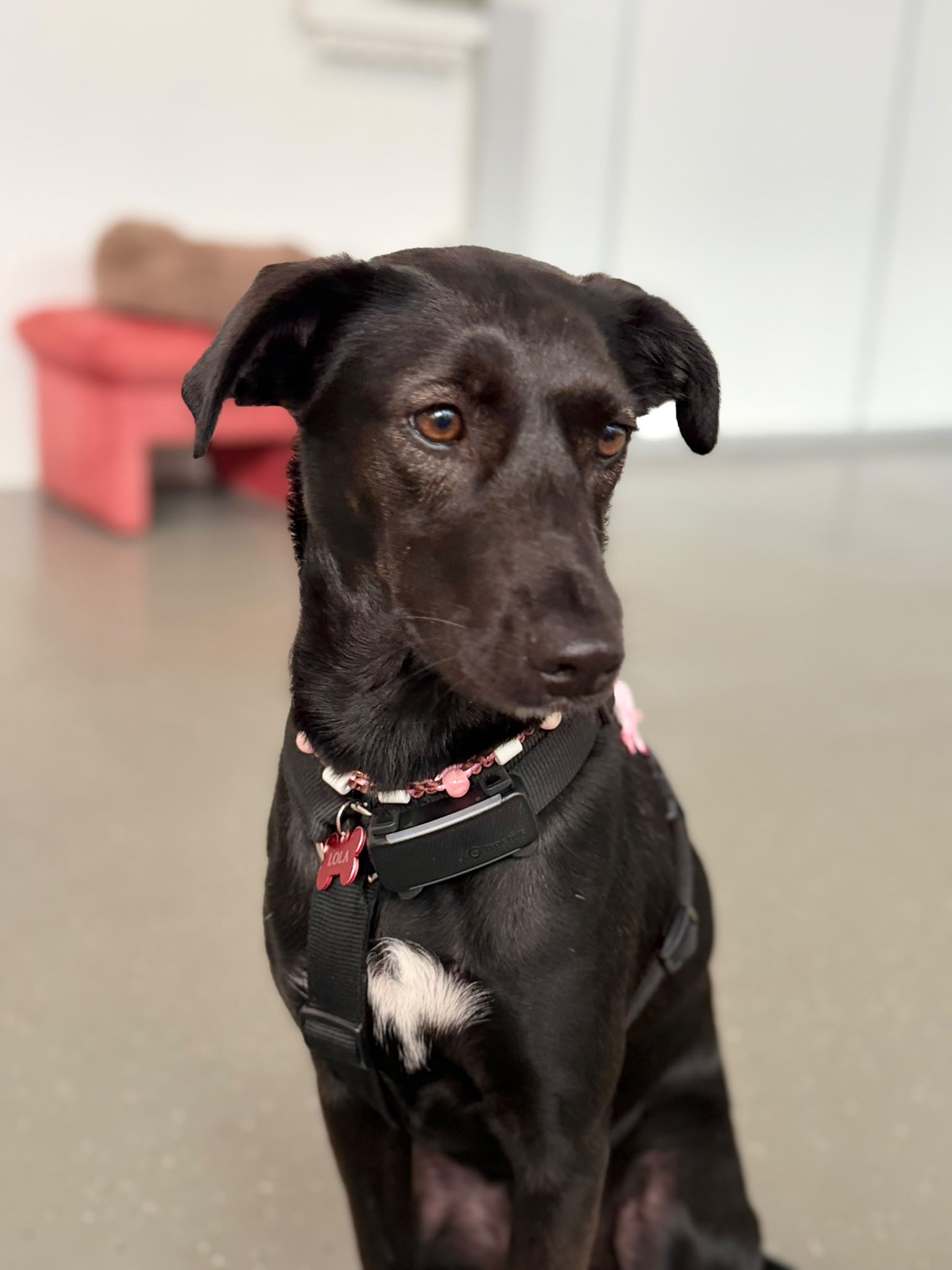 Paulis Hundetraining_HuTa