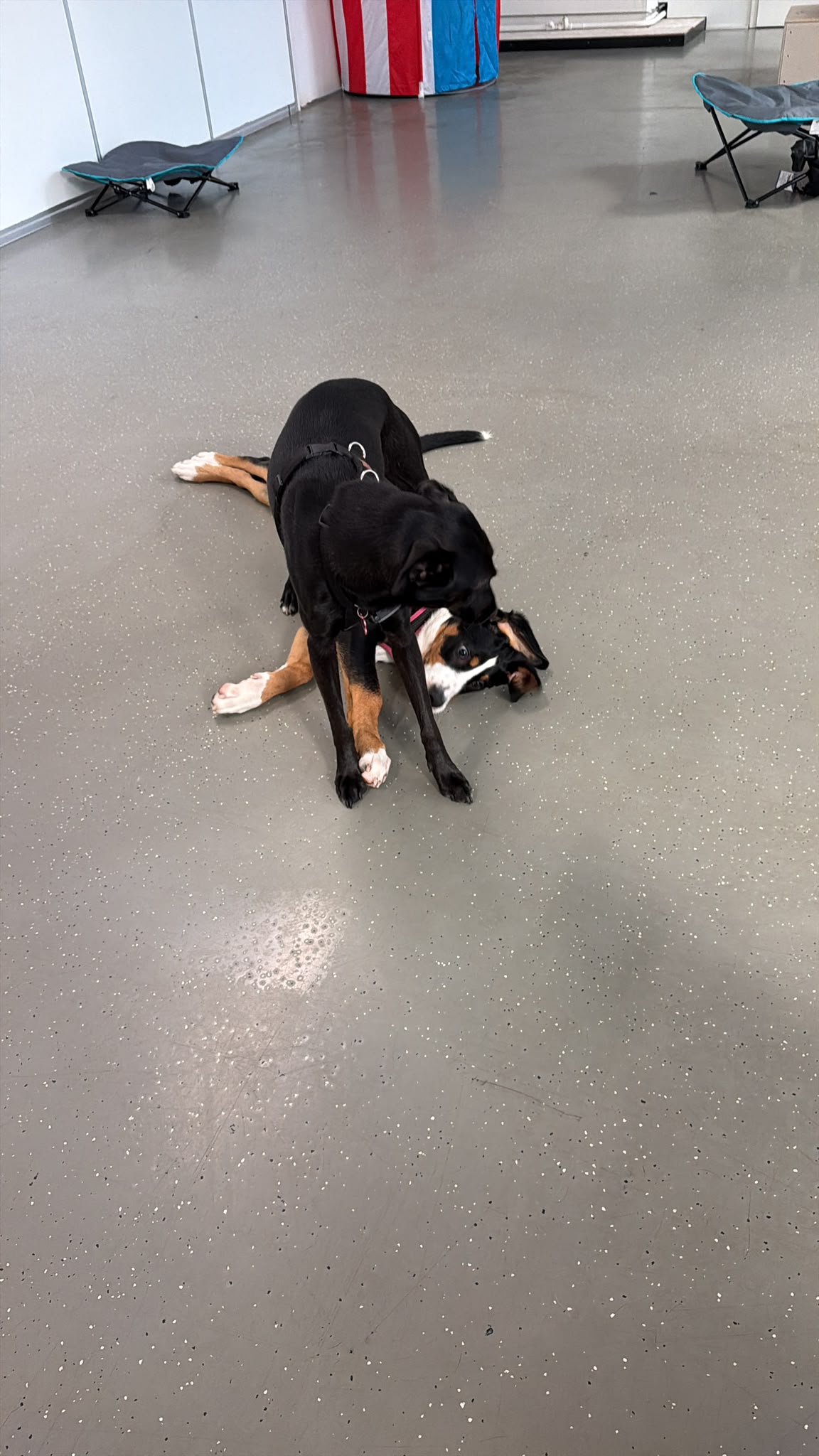Paulis Hundetraining_HuTa