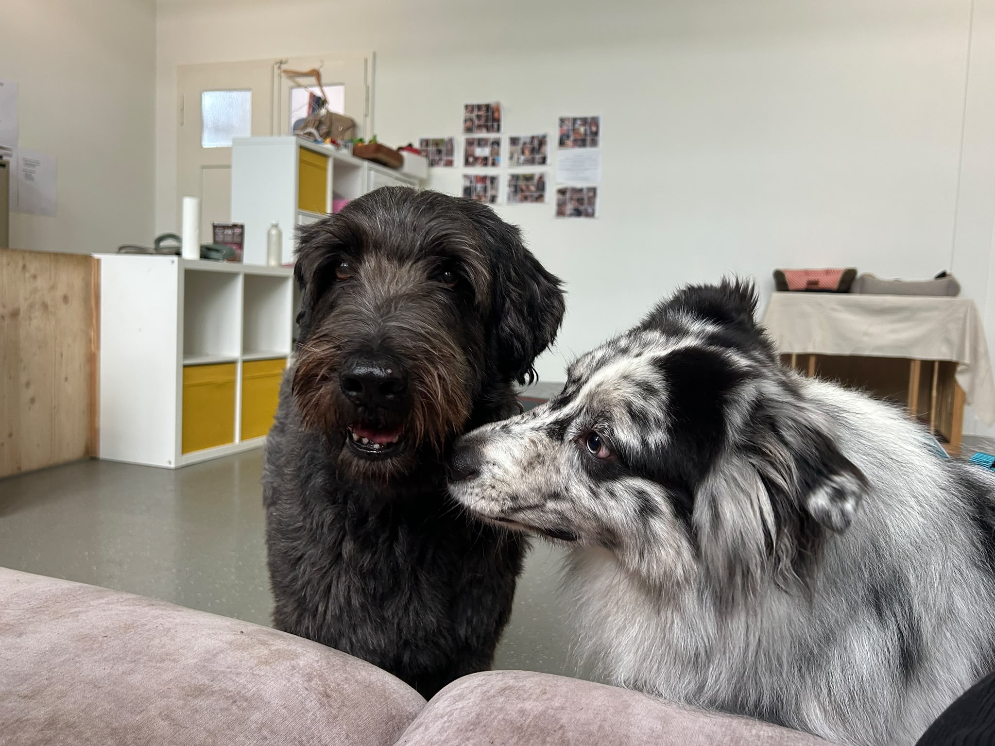 Paulis Hundetraining_HuTa