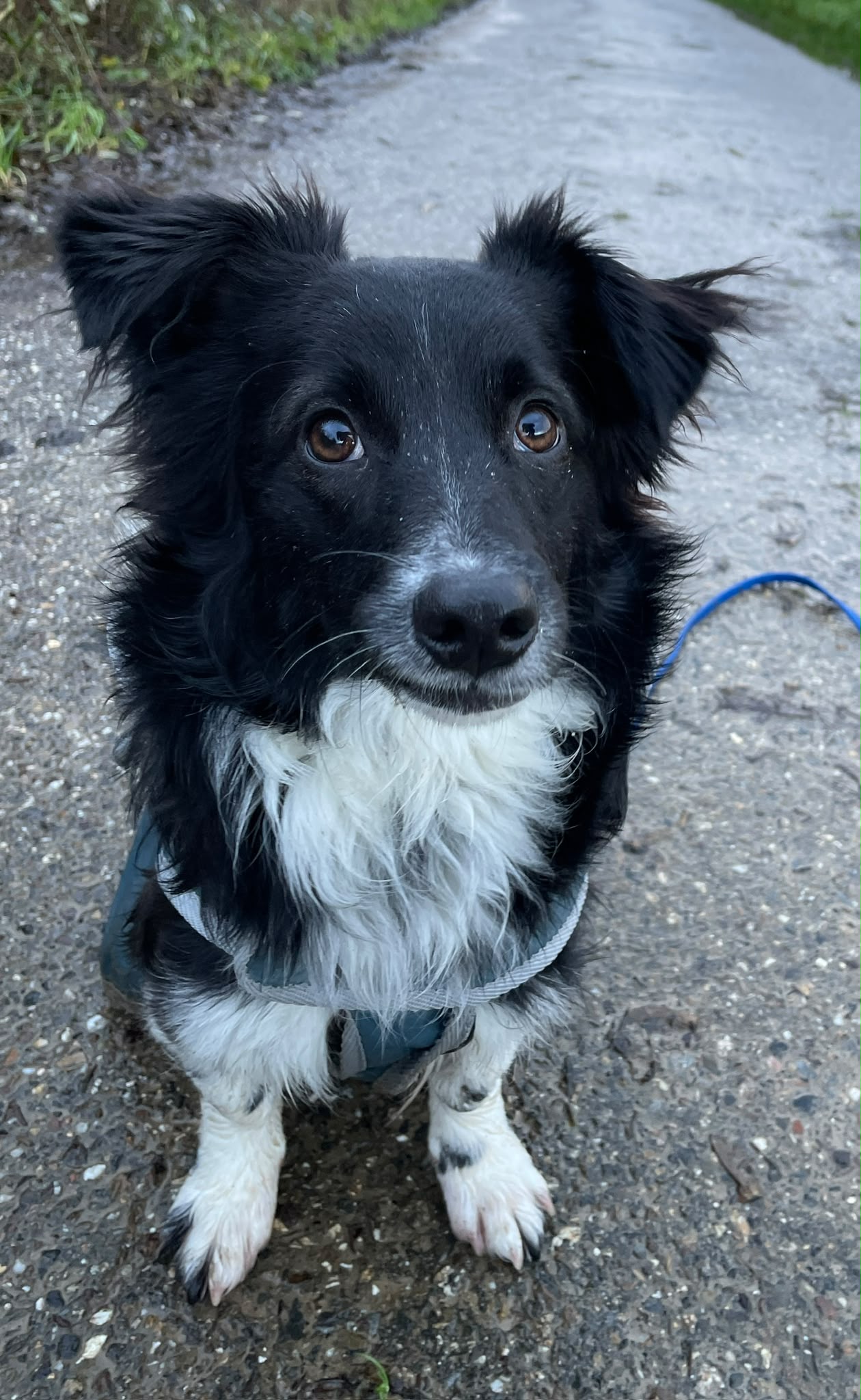 Paulis Hundetraining_HuTa