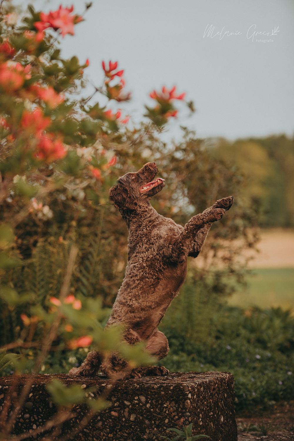 Seelenpferd Fotografie by Melanie Greco