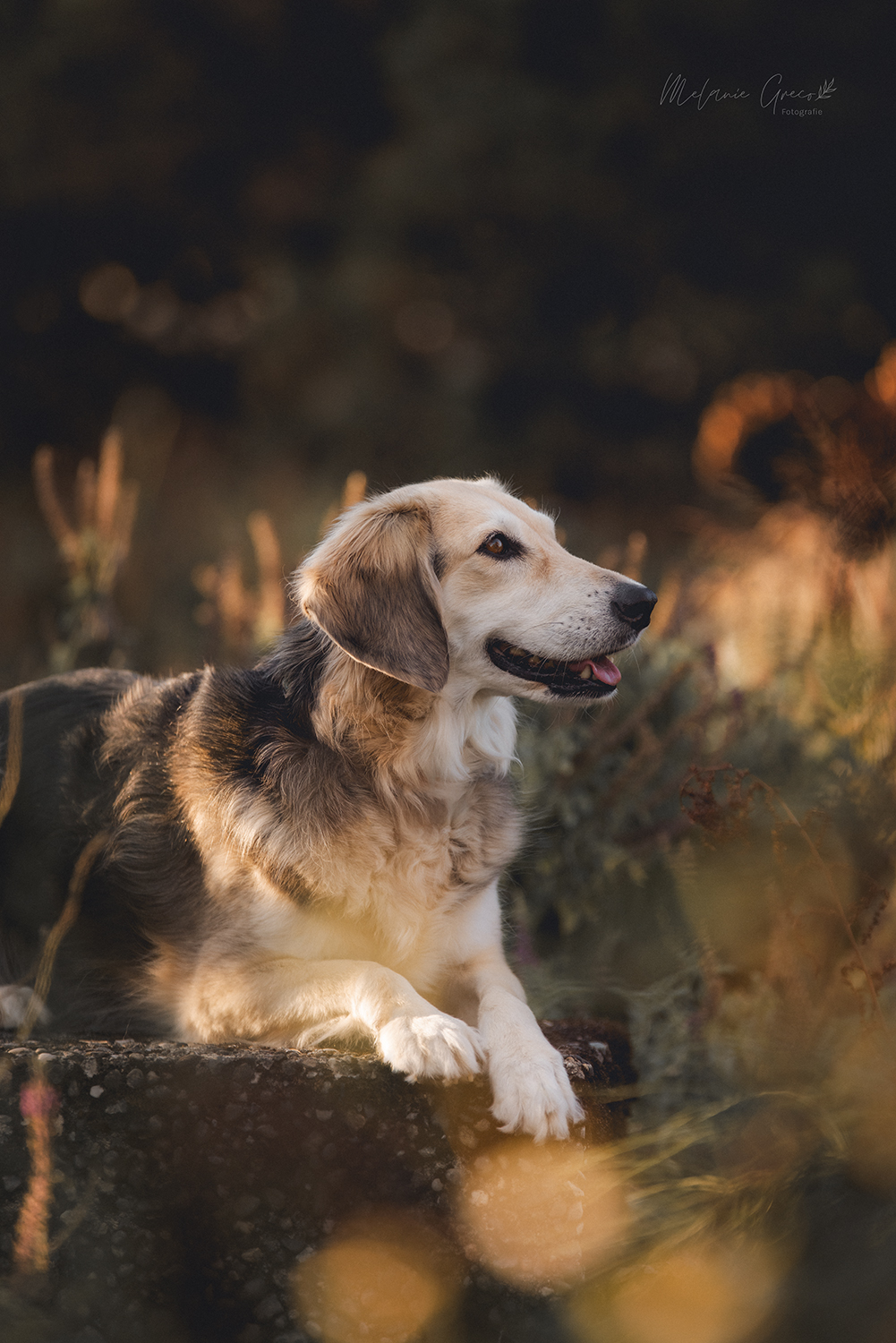 Seelenpferd Fotografie by Melanie Greco