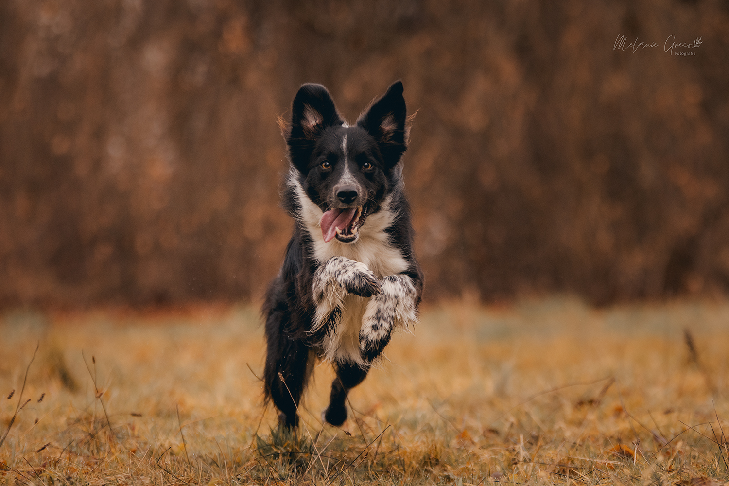 Seelenpferd Fotografie by Melanie Greco