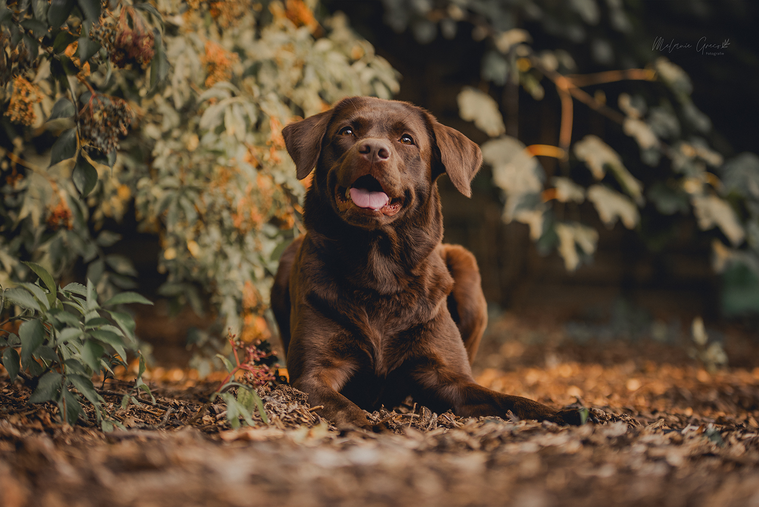 Seelenpferd Fotografie by Melanie Greco