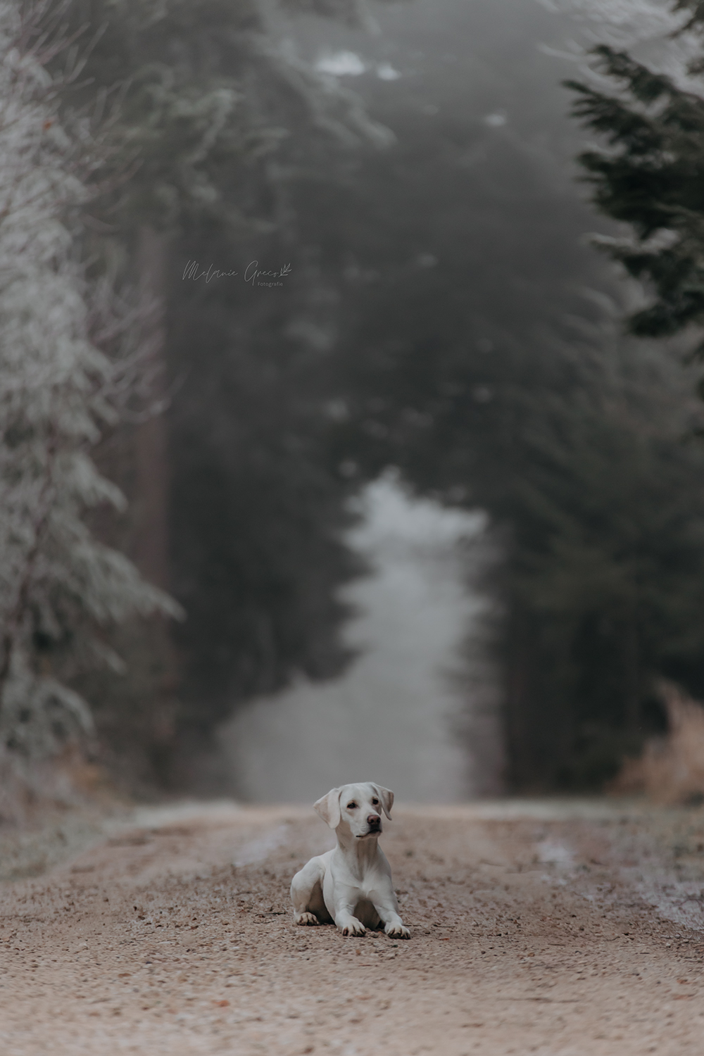 Seelenpferd Fotografie by Melanie Greco