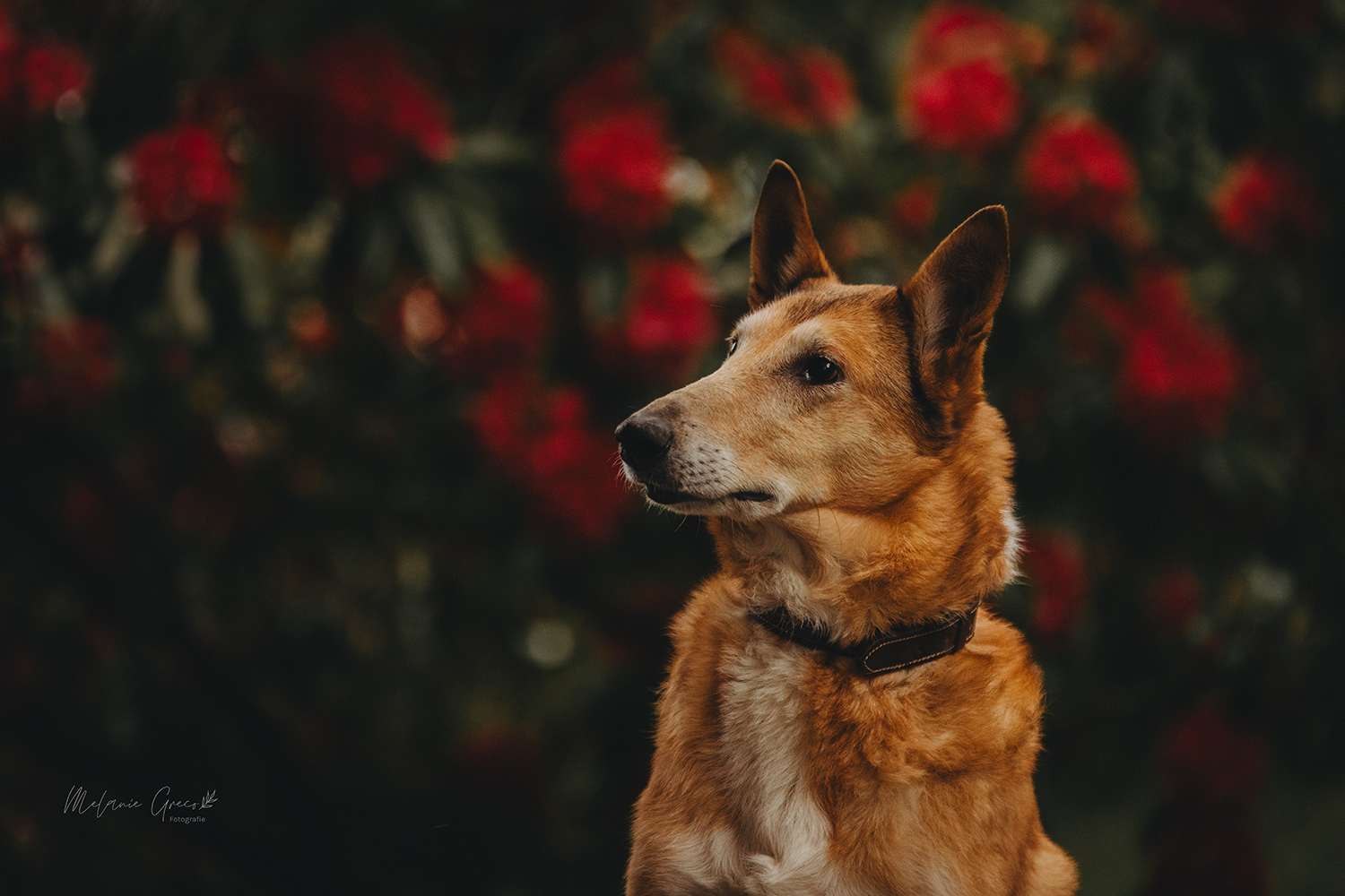 Seelenpferd Fotografie by Melanie Greco
