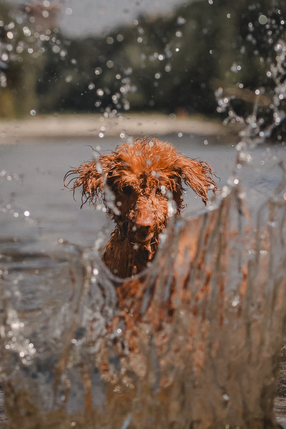 Seelenpferd Fotografie by Melanie Greco