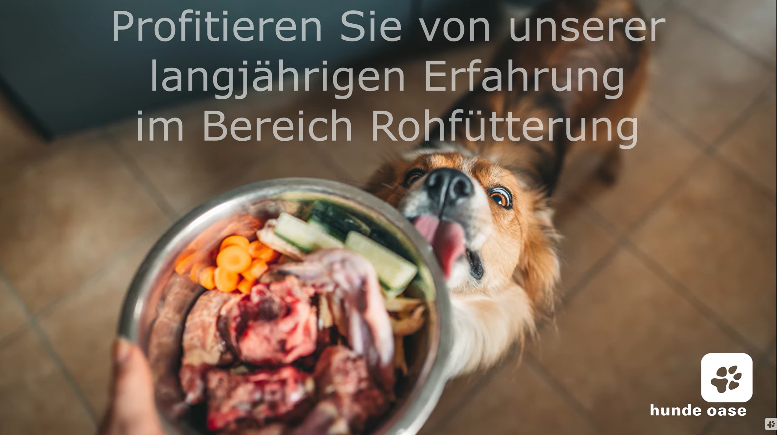 Hunde Oase GmbH
