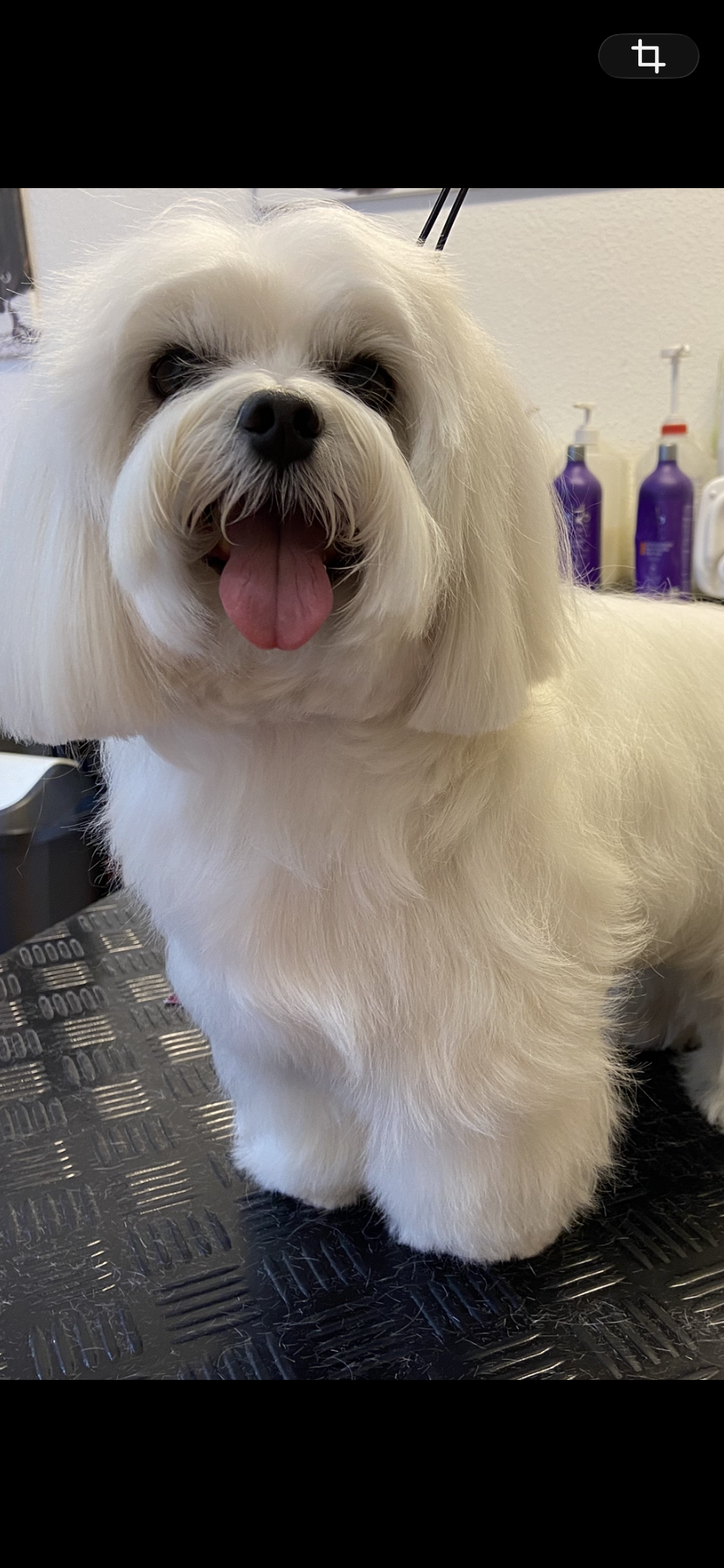 Hundesalon Pipa