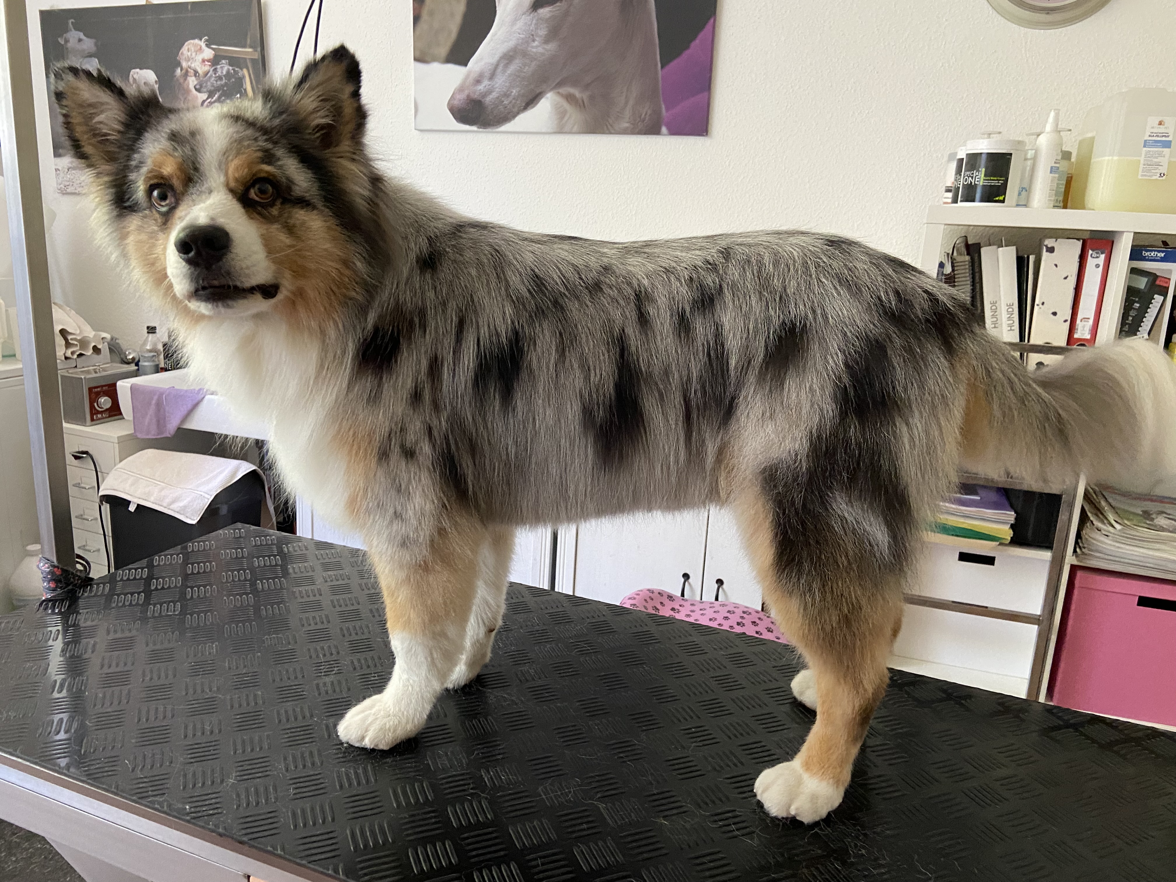 Hundesalon Pipa