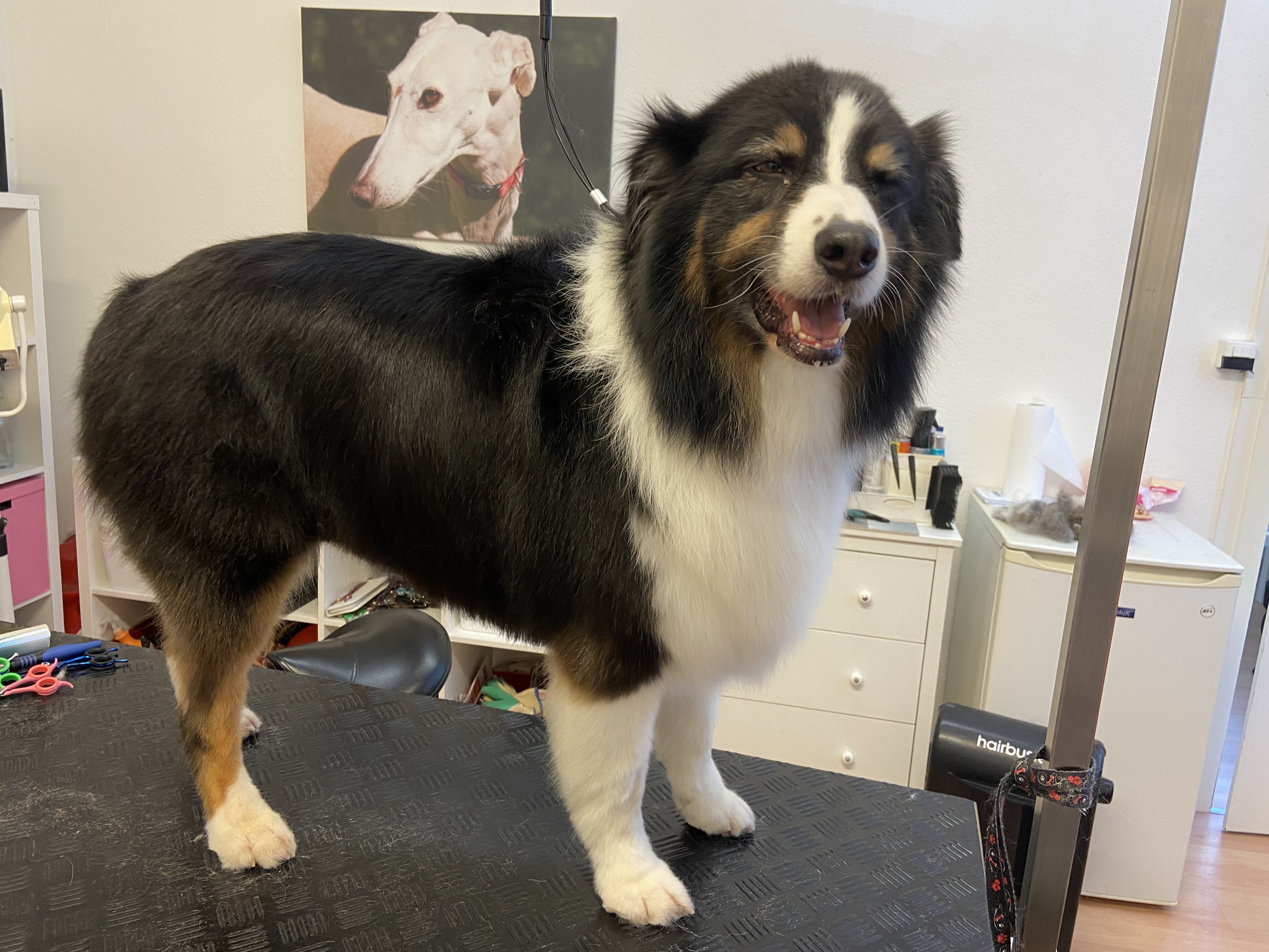 Hundesalon Pipa