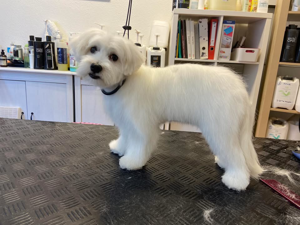 Hundesalon Pipa