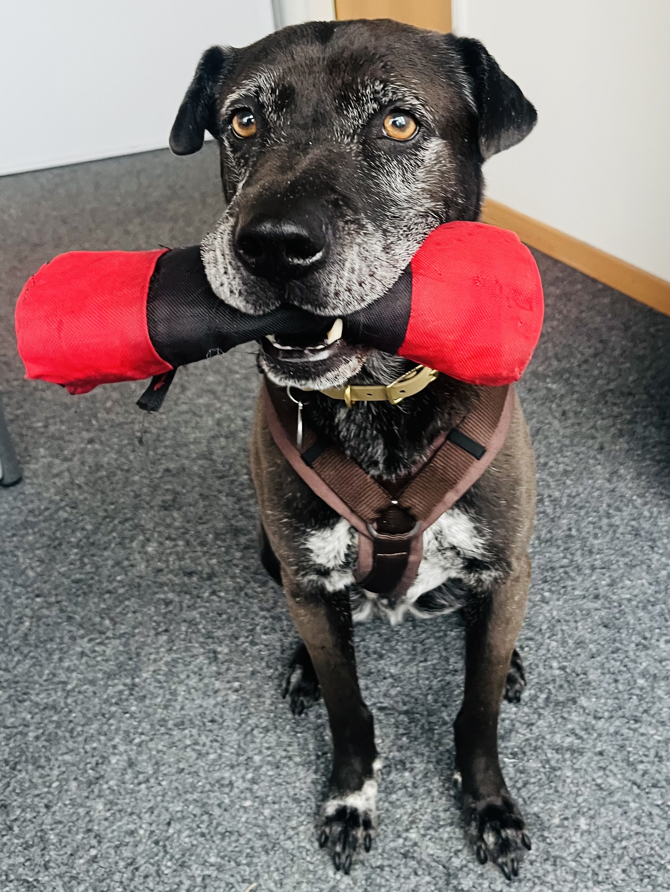 Die mit dem Hund geht