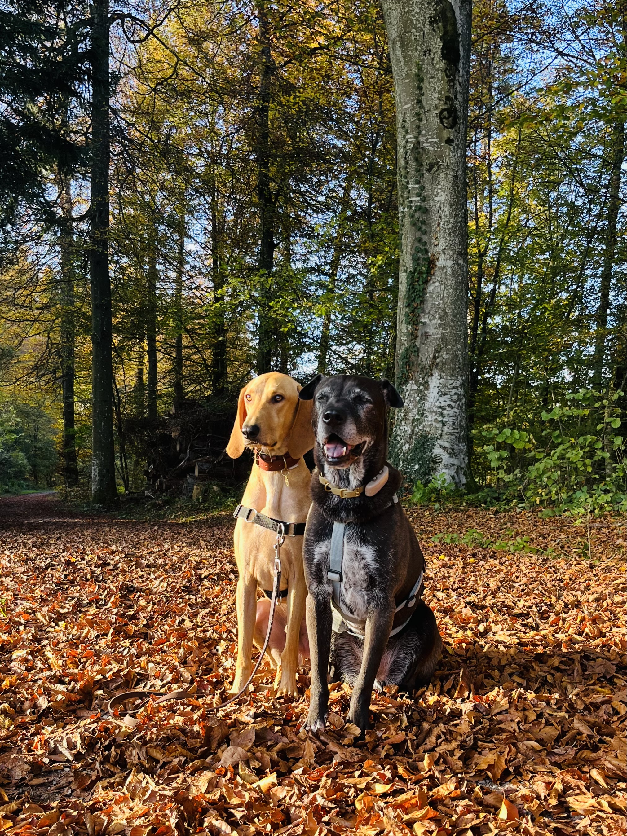 Die mit dem Hund geht