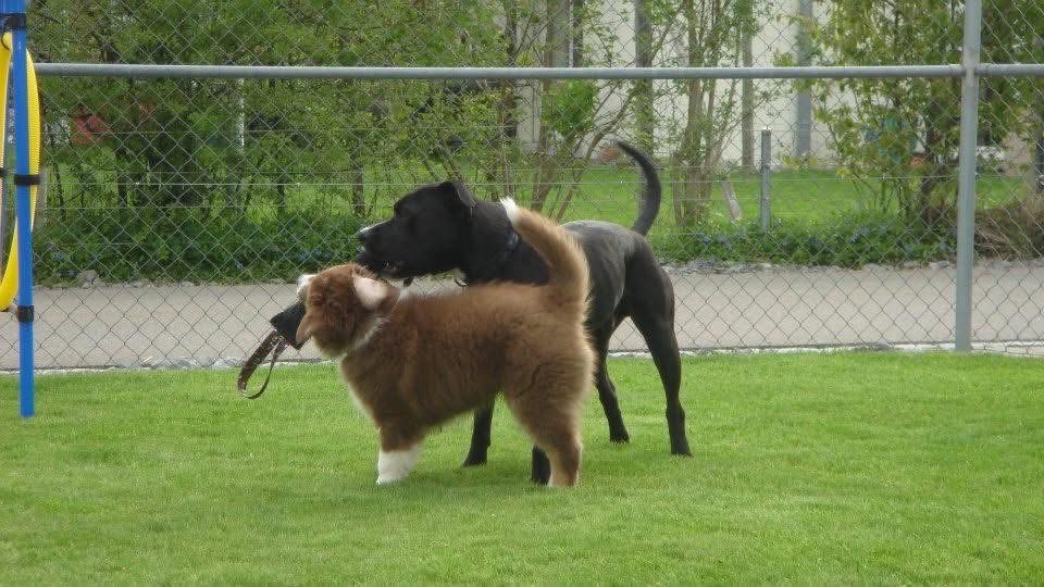 Die mit dem Hund geht