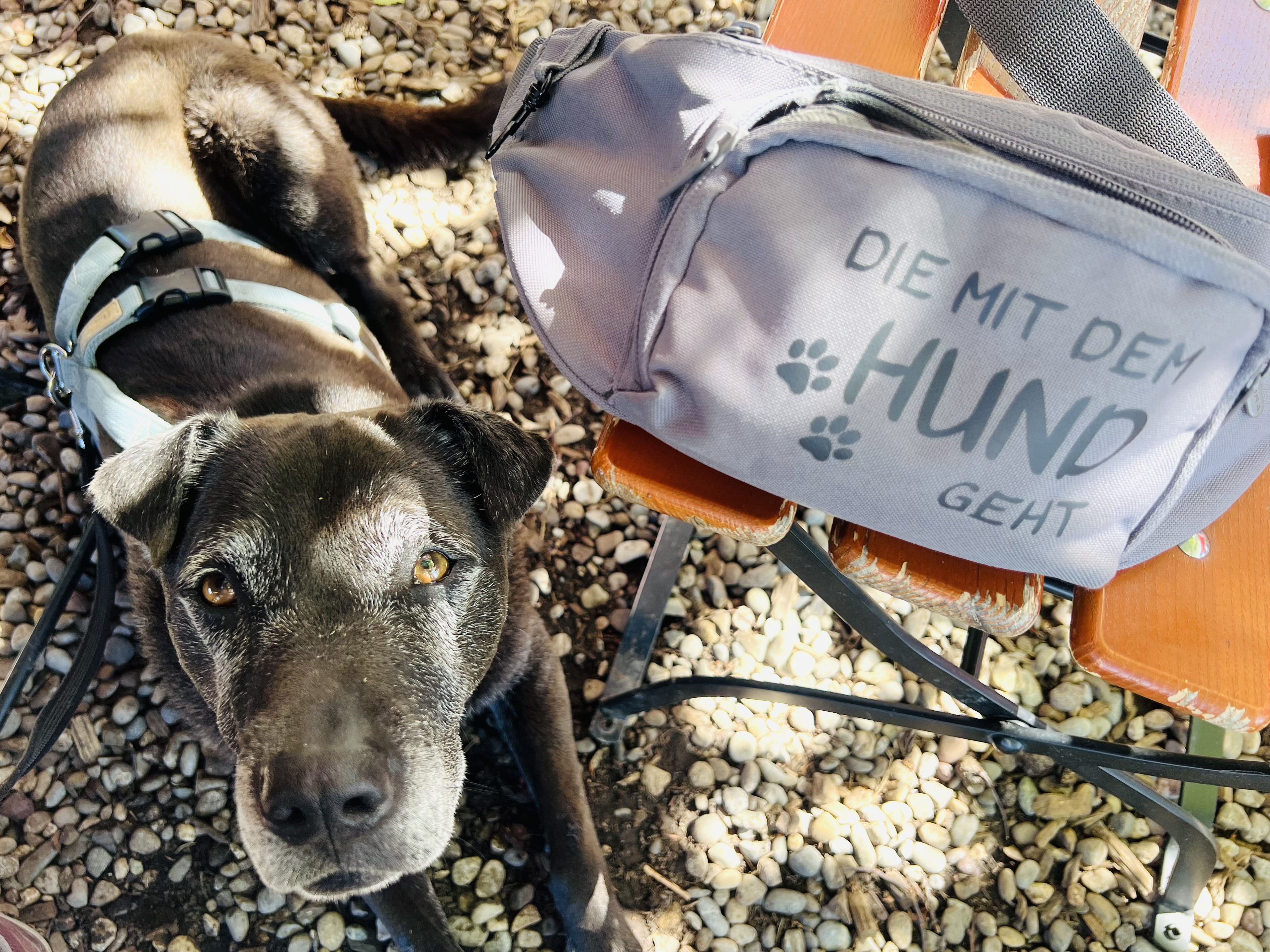 Die mit dem Hund geht