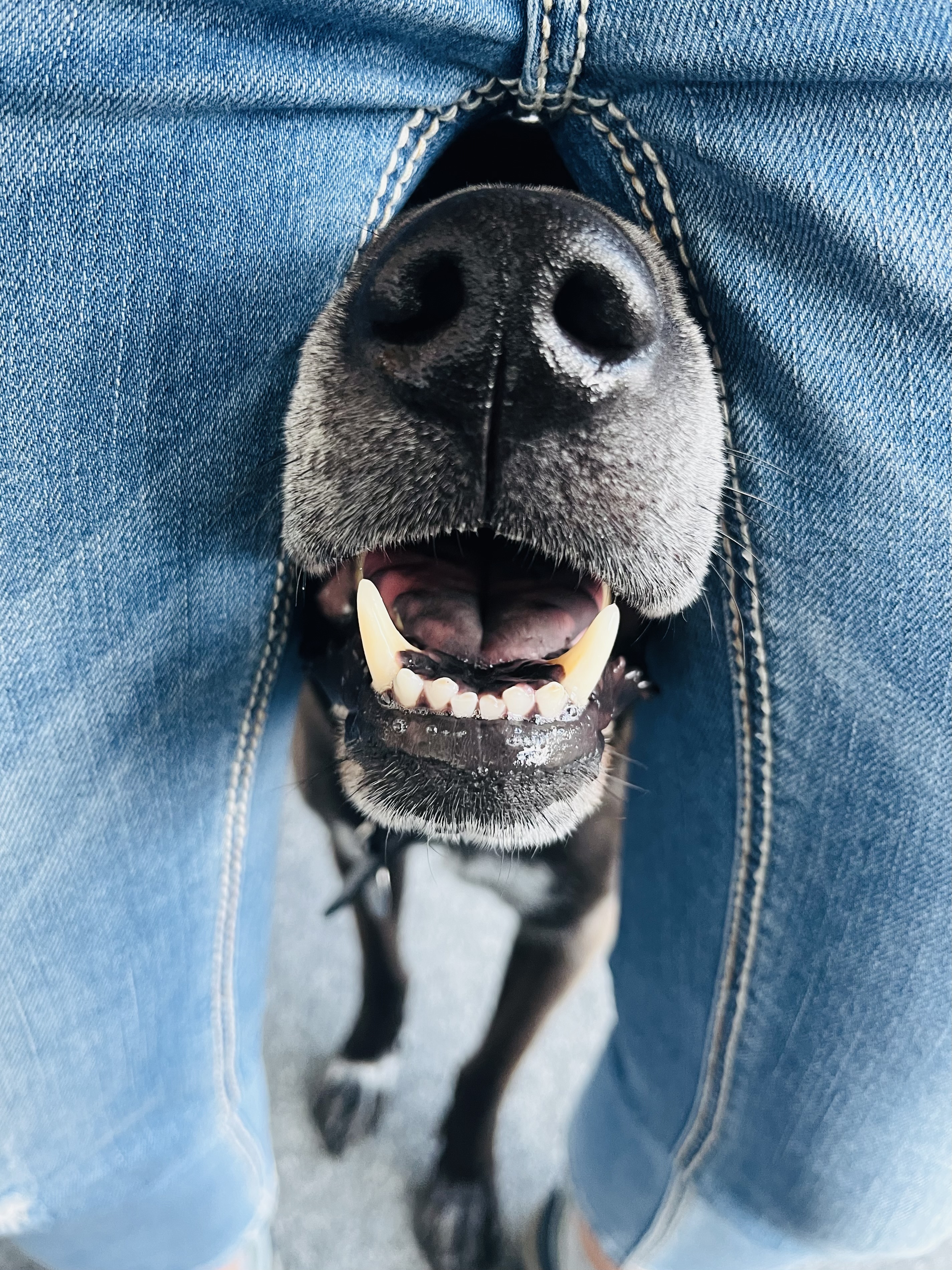Die mit dem Hund geht