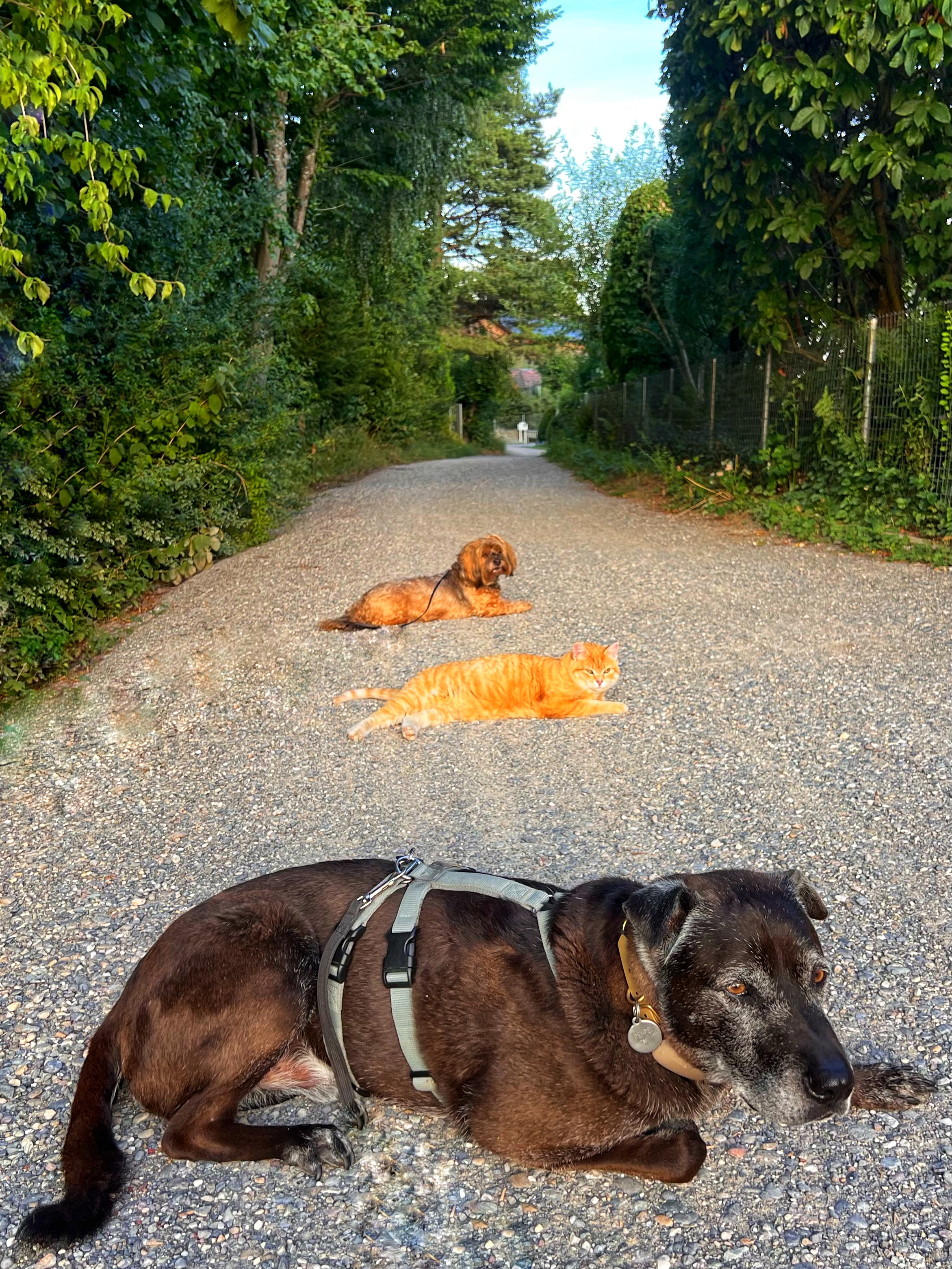 Die mit dem Hund geht