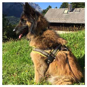 Hundesachen.ch