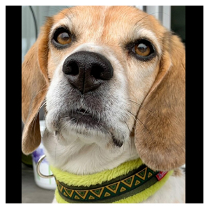 Hundesachen.ch