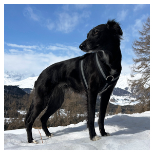 Hundesachen.ch