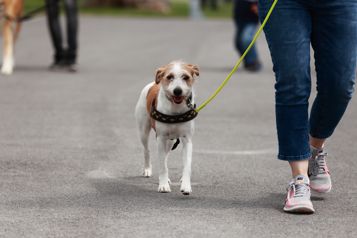 SOS-Hundetraining