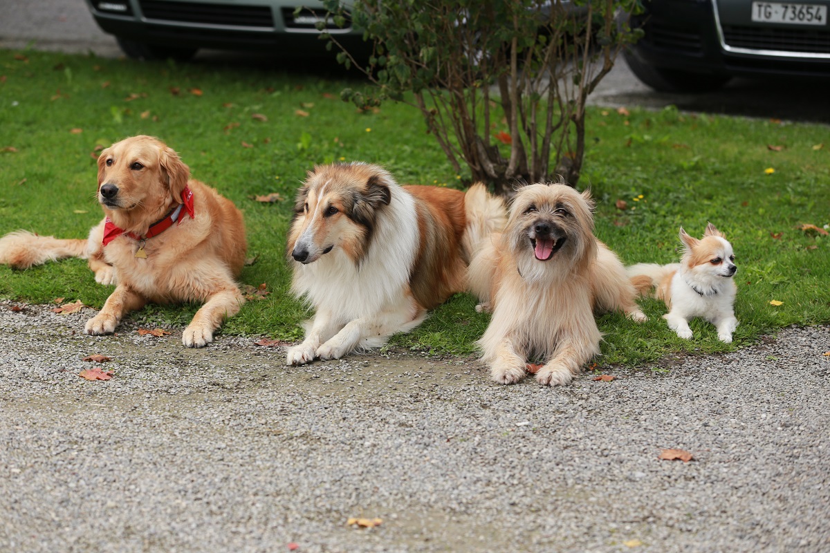 SOS-Hundetraining