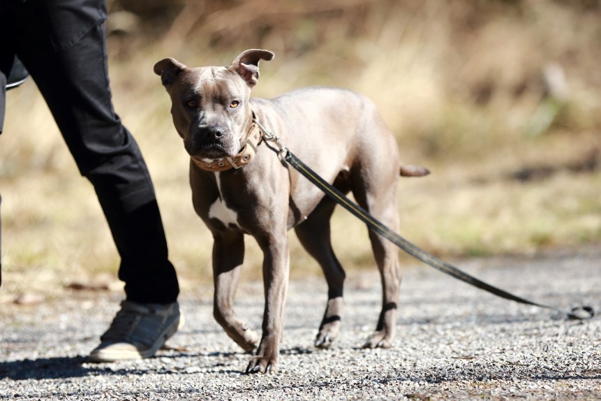 SOS-Hundetraining