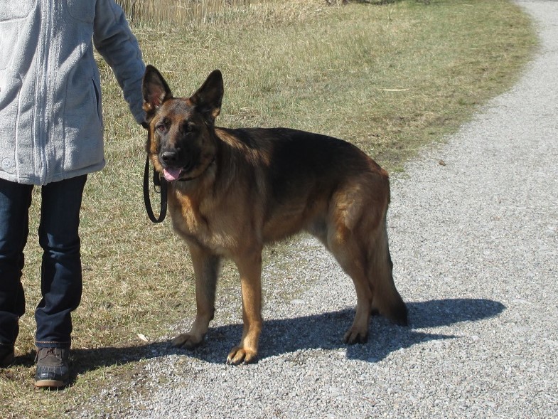 SOS-Hundetraining