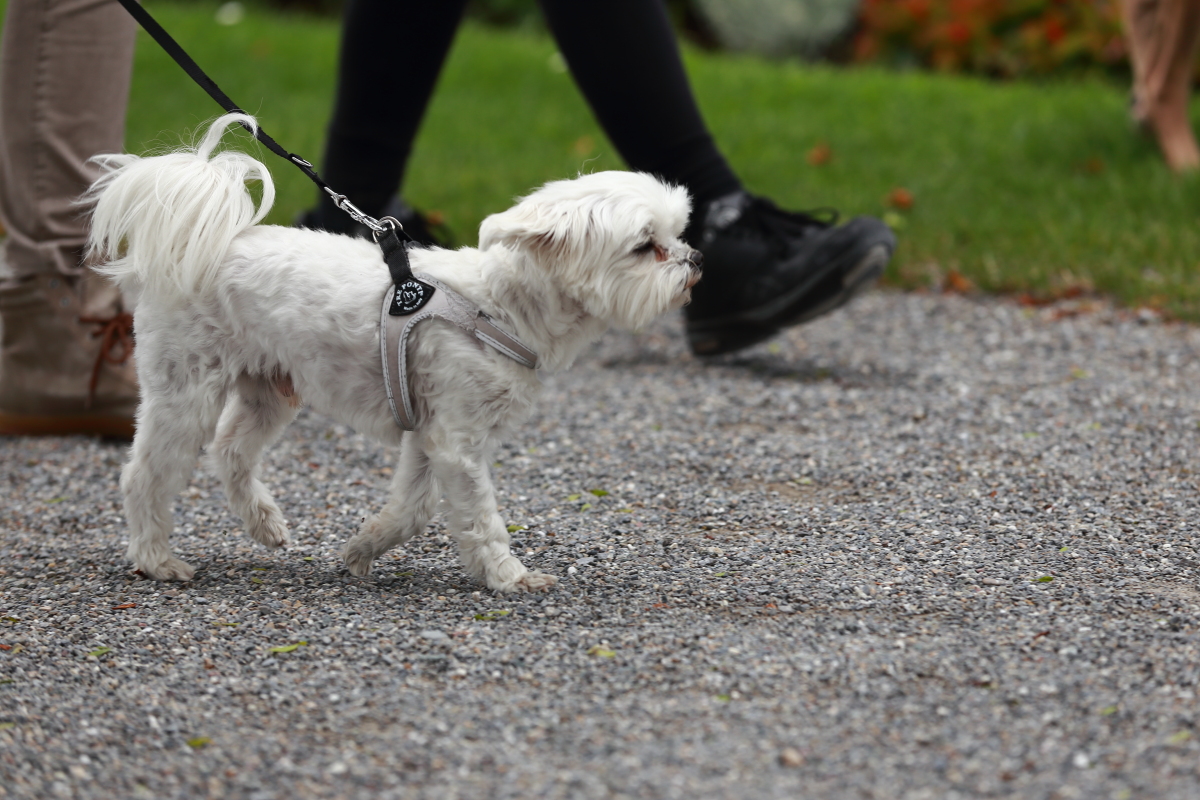 SOS-Hundetraining