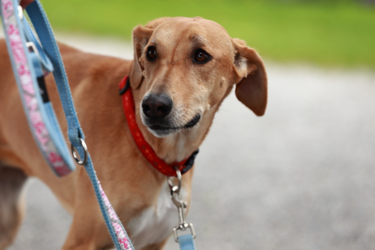 SOS-Hundetraining