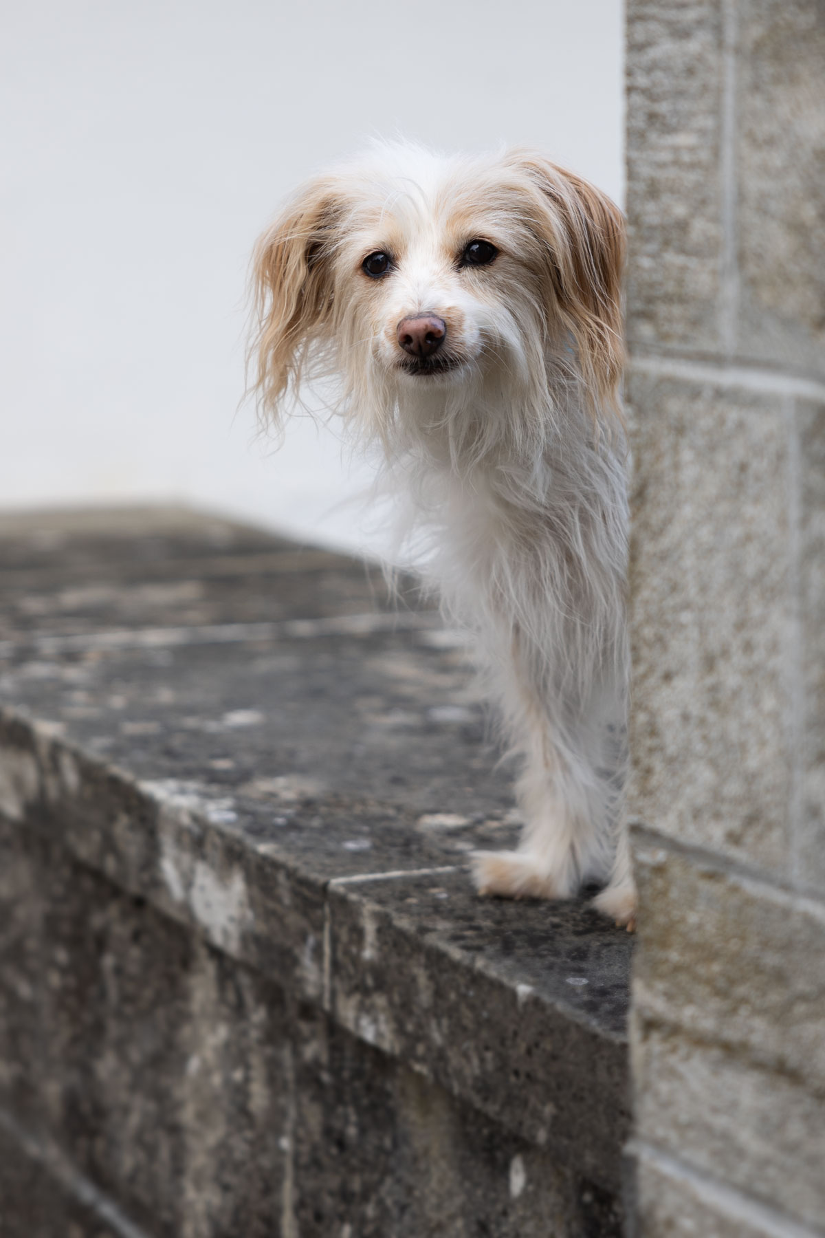 Ursula Photographer Staub pet-emotion