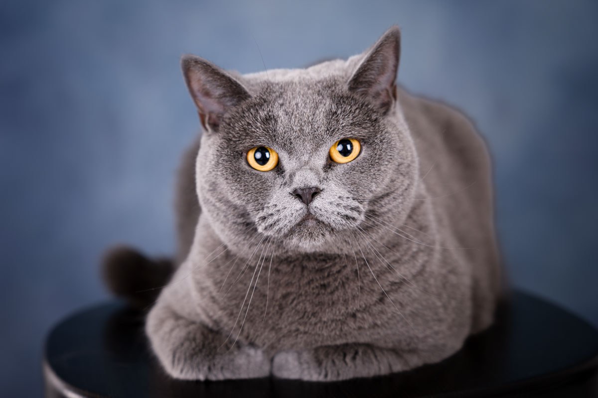 Ursula Photographer Staub pet-emotion