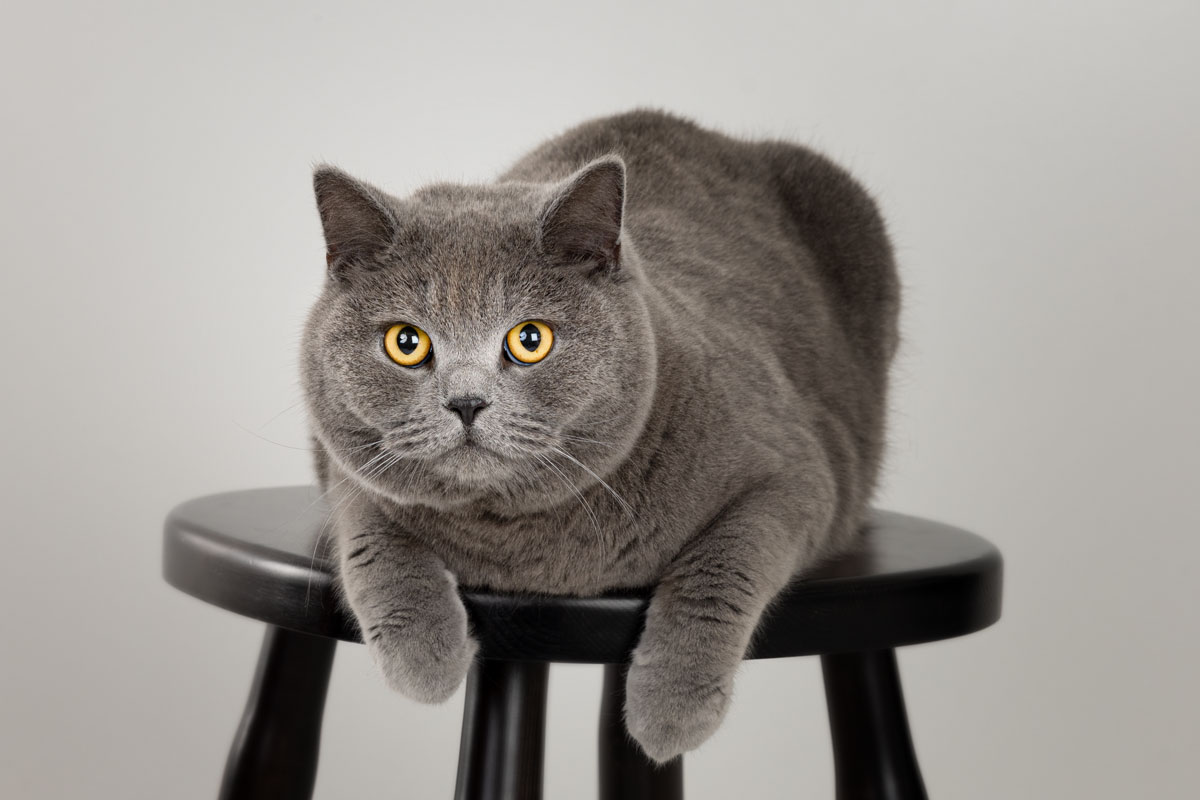 Ursula Photographer Staub pet-emotion