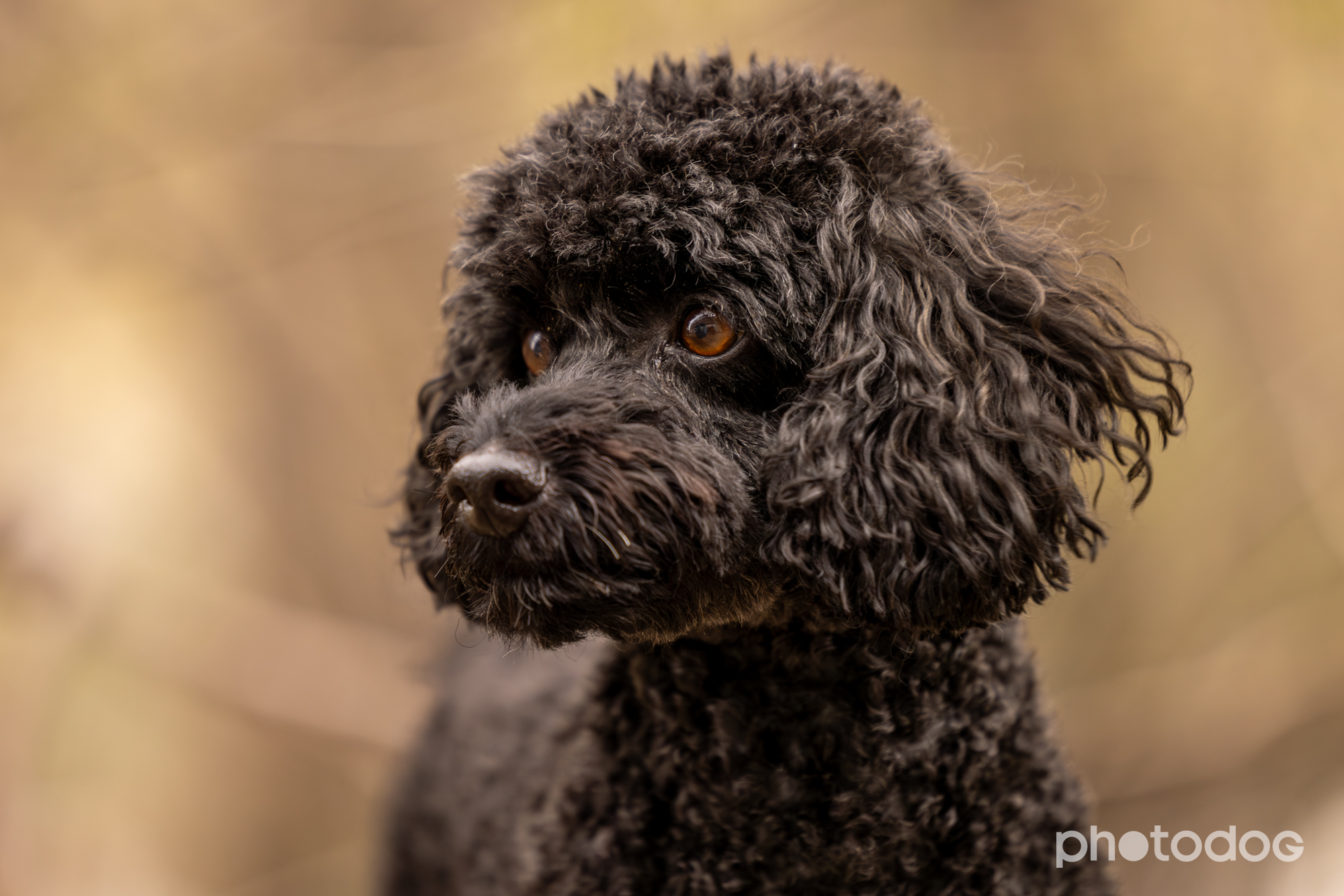 Photodog Tierfotografie