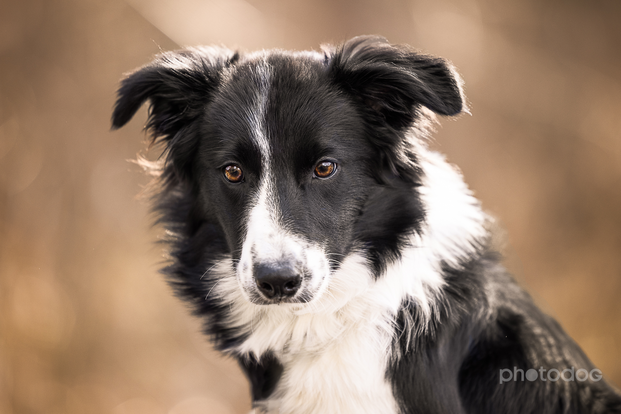 Photodog Tierfotografie