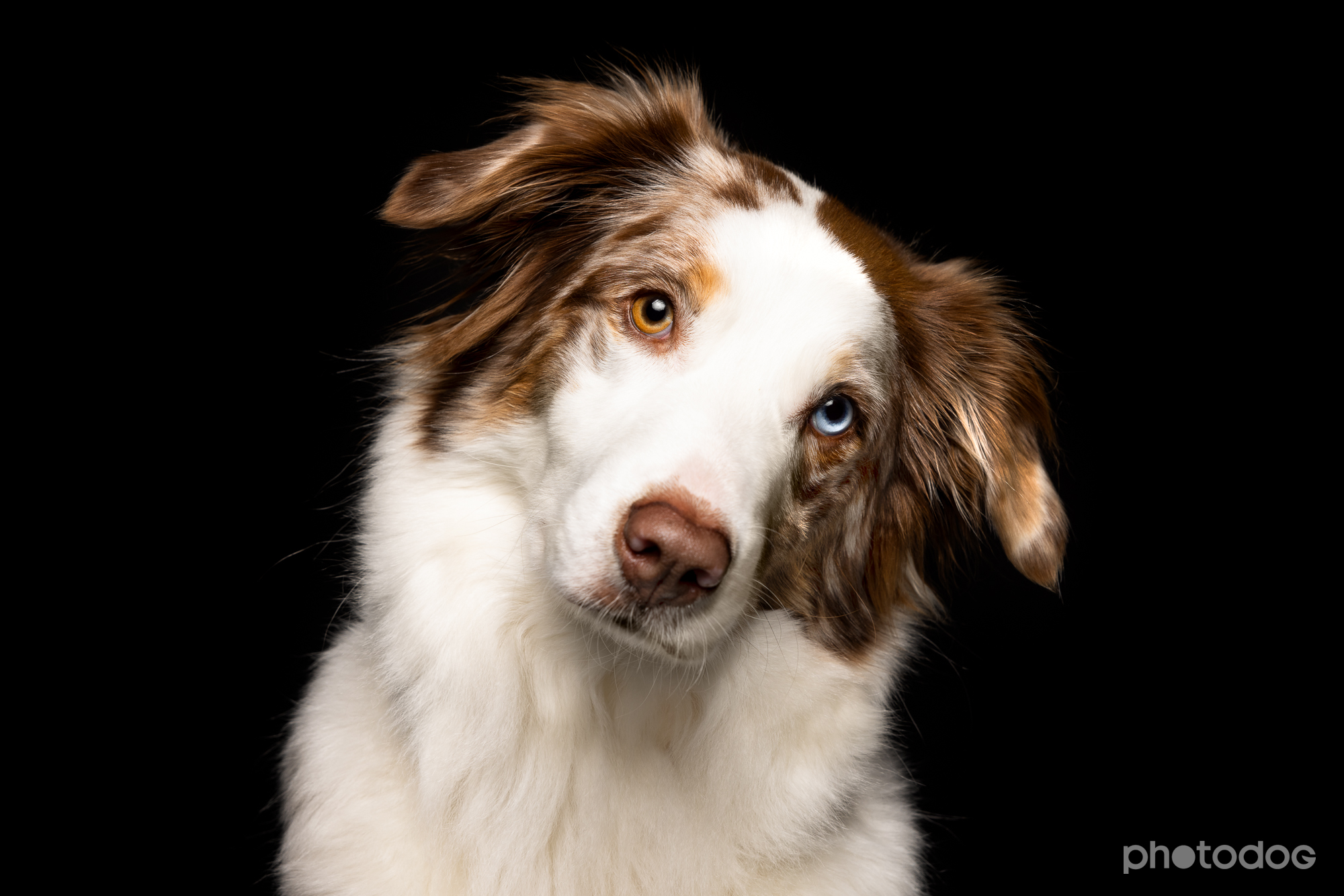 Photodog Tierfotografie