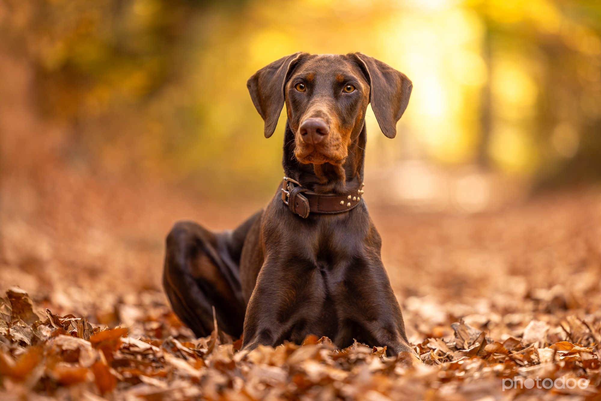 Photodog Tierfotografie
