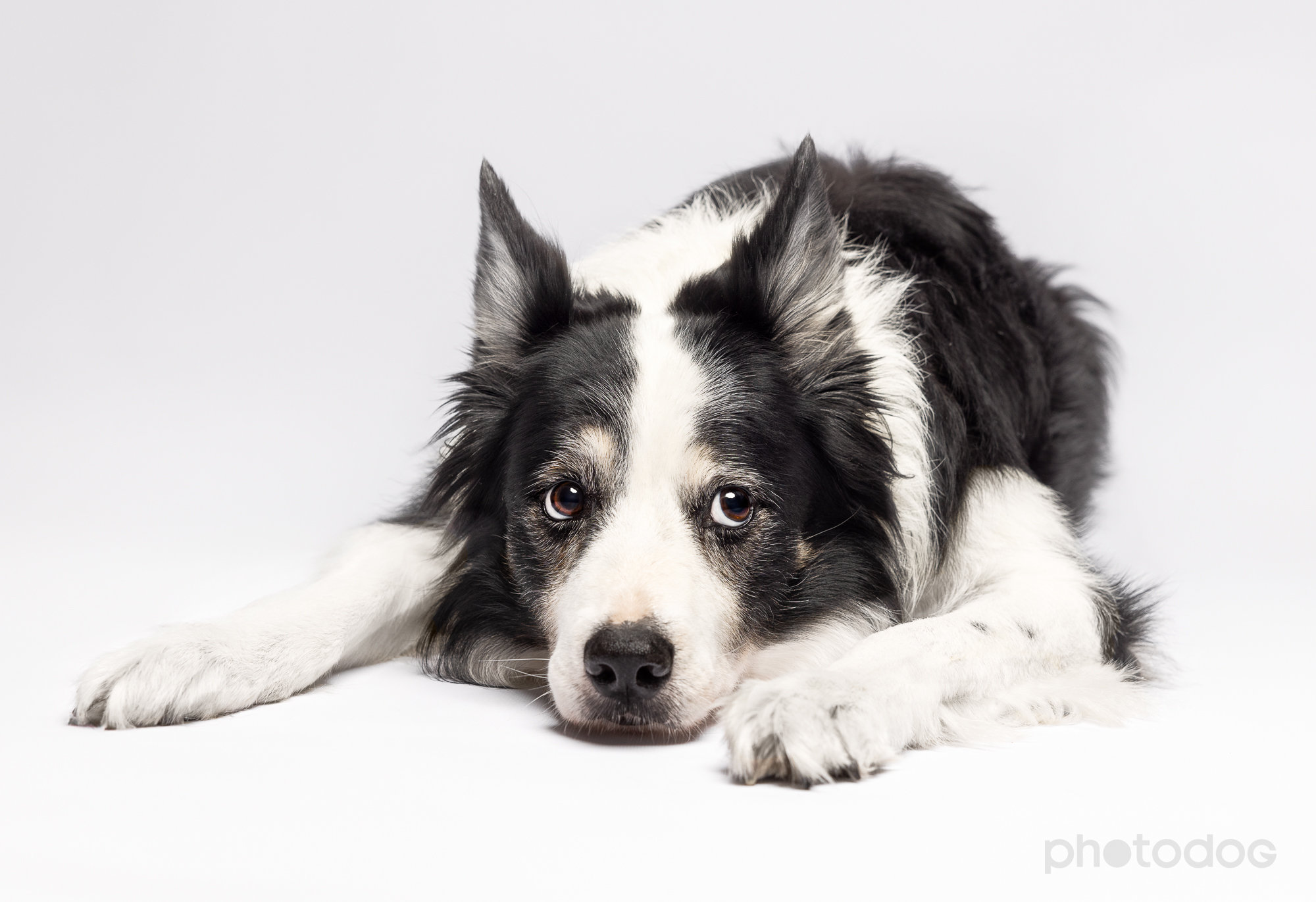 Photodog Tierfotografie