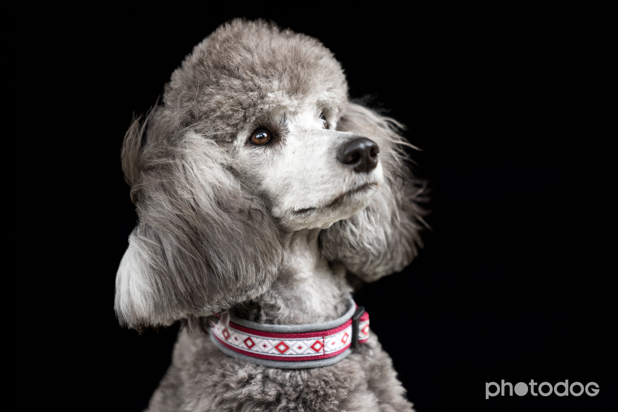 Photodog Tierfotografie