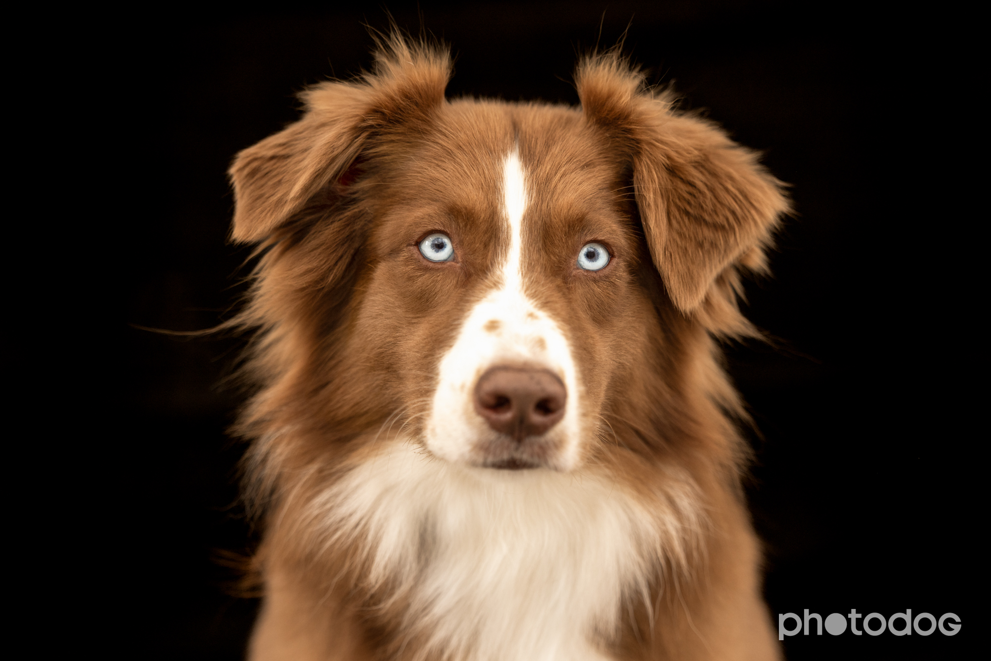 Photodog Tierfotografie